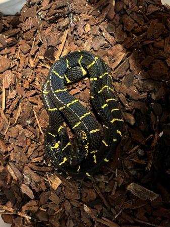 Image 8 of UKCB 2023 Melanota Mangrove Snakes