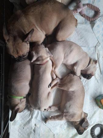 Image 2 of French bulldog puppies 13 weeks older,Microchip,2 vaccinatio