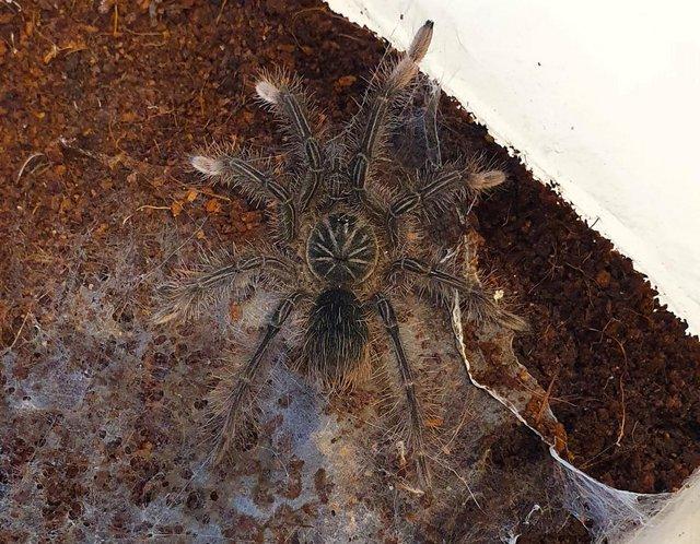 Preview of the first image of Goliath Bird Eater Juveniles - Theraphosa stirmi males.