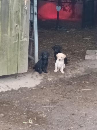 Image 5 of Labarador puppies fox red and black,
