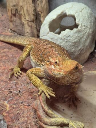 Image 2 of Bearded dragon and full set up