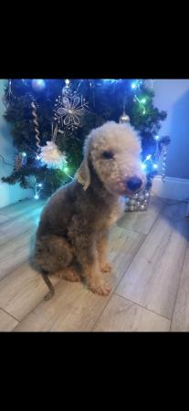 Image 3 of Bedlington terrier puppies ready to leave now