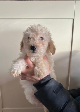 Image 4 of Toy poodle puppies ready for forever homes