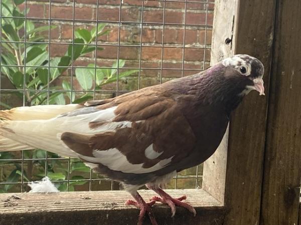 Image 4 of a domestic pigeon breeding pair