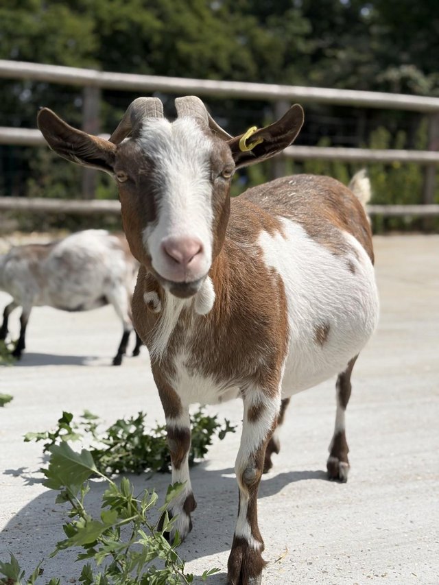 kid & Cookie 4 year old female goats for sale — Pets & Animals in Billericay