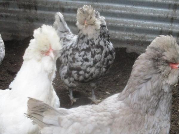 Image 6 of Blue Hatching Eggs from Show Quality Large Araucana