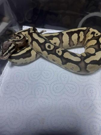 Image 5 of Firefly gravel/yb royal python