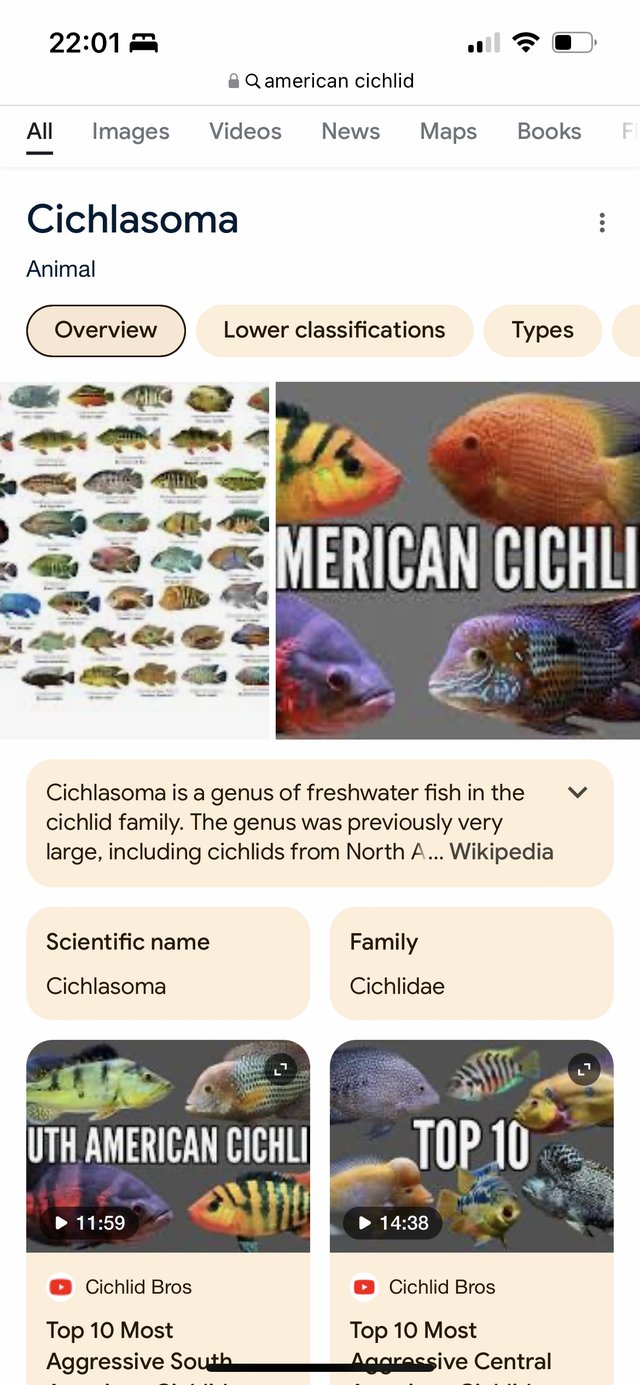 Preview of the first image of Looking for American cichlids.