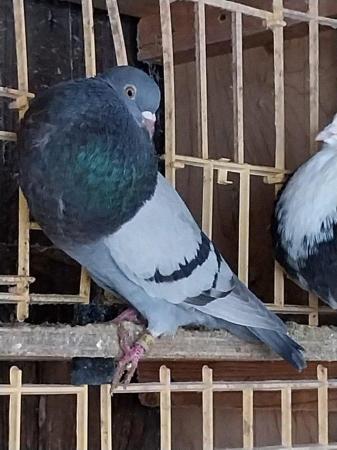Image 6 of Horseman Pouter Pigeons hens and cocks