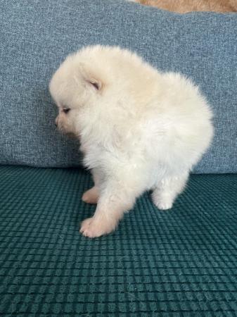 Image 14 of Cream and white Pomeranian Puppy’s