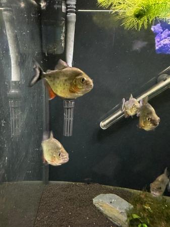 Image 2 of 6 red belly piranhas for sale