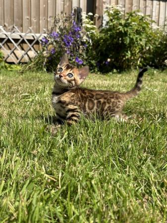 Image 1 of Tica bengal kittens for sale!