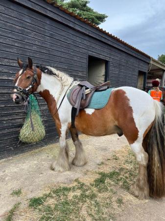 Image 2 of Share Wanted! (14.2hh Cob)