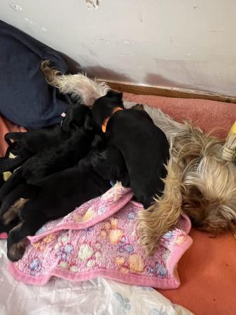 Image 4 of Pedigree Yorkshire Terrier puppies