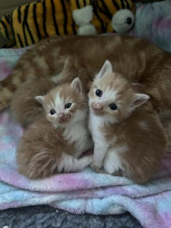 Image 9 of Ginger and white kittens