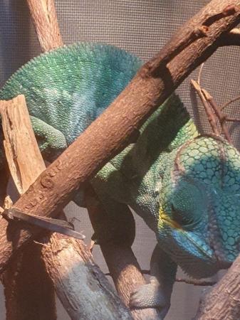 Image 5 of Ambatu male panther chameleon for sale
