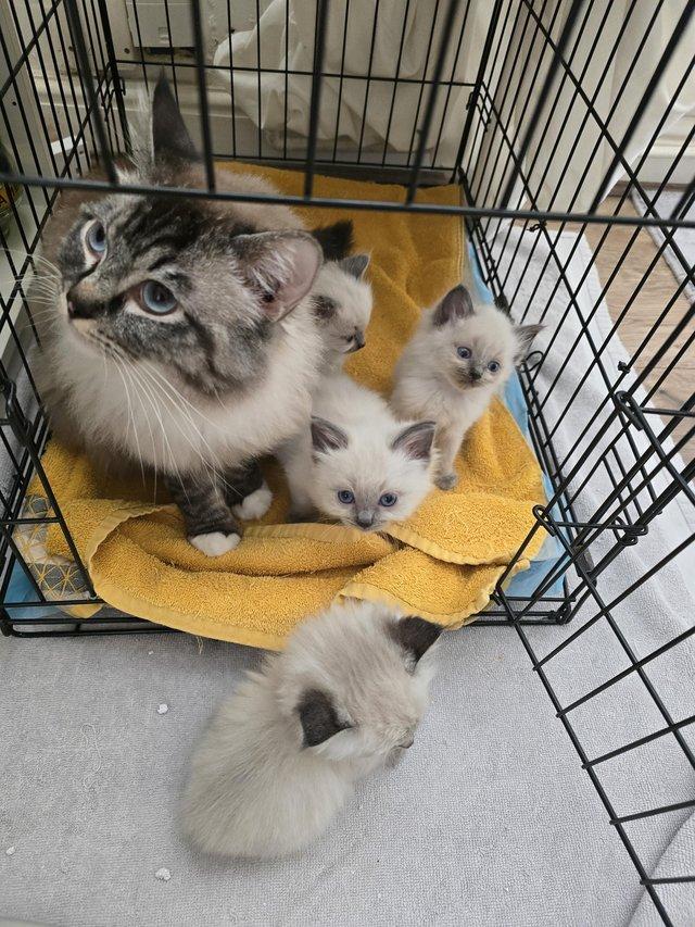 Preview of the first image of 9 weeks old ragdoll female kittens.