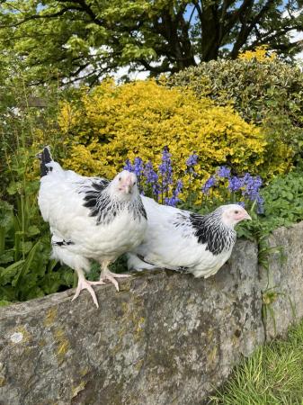 Image 2 of Light Sussex large fowl pullets