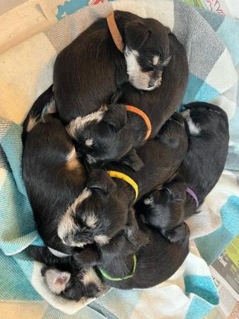 Image 4 of KC Registered miniature schnauzer puppies, stunning!