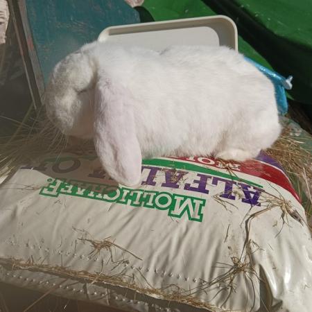 Image 5 of French lop breeding rabbits show type. Two trios chinchilla