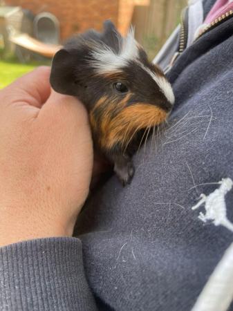 Image 5 of Guinea Pigs, must be sold in pairs. Raised outdoors
