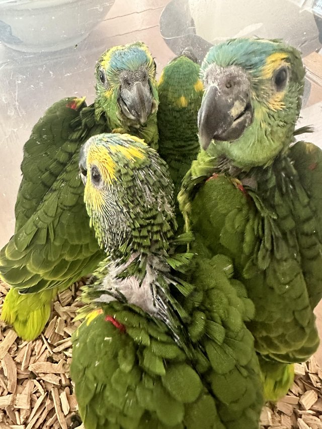 Preview of the first image of Hand reared Supertame baby blue fronted Amazons.
