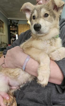 Image 12 of Adorable malamute cross puppies for sale