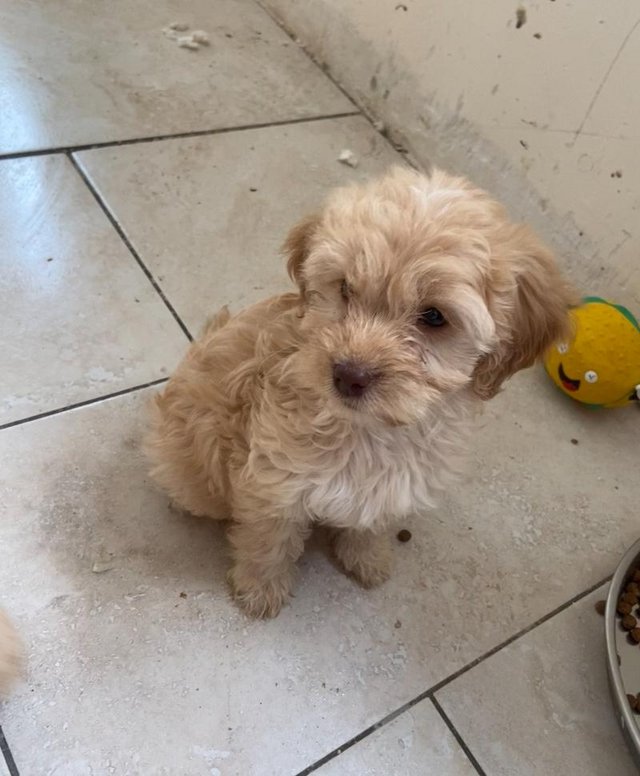 Preview of the first image of Cockapoo F1 puppy’s 3 left.