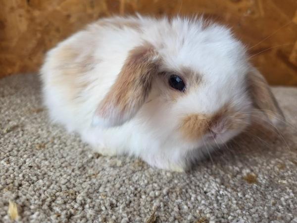 Image 2 of Reserved Baby Mini Lop Buck For Reserving (2)