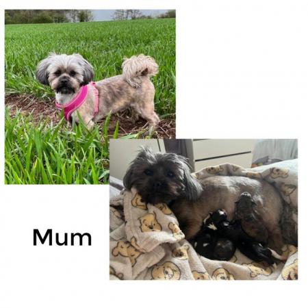 Image 15 of 4 Beautiful Shorkie Puppies for sale - Shih Tzu Cross
