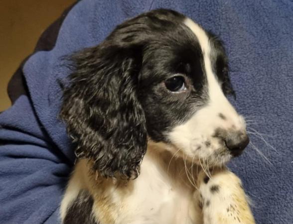 Image 4 of Beautiful sprocker puppies for sale