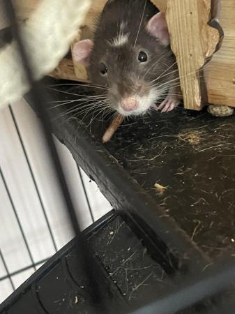 Image 5 of 2 x pet friendly rats for sale with large cage