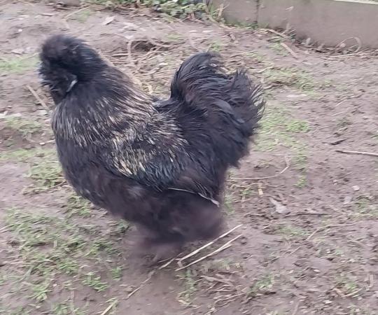 Image 2 of Excellent Quality, Gorgeous Silkie Cockerels.