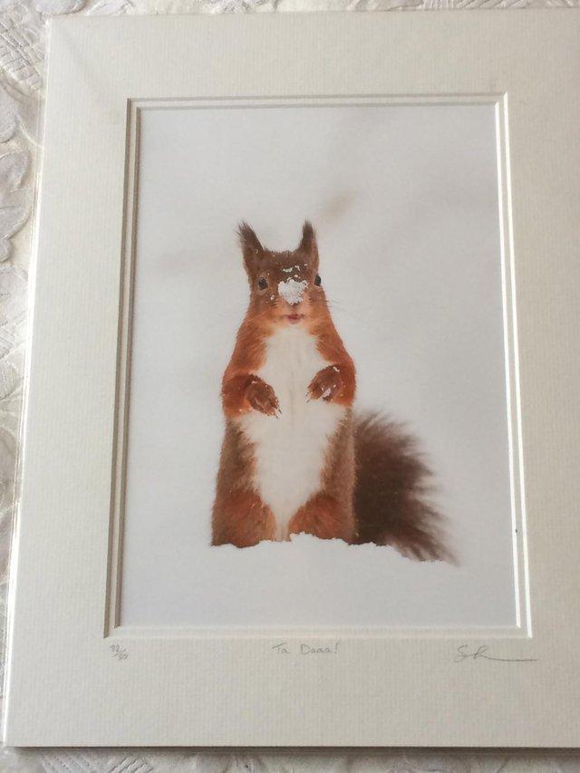 Preview of the first image of Wild Dales Photography Unframed Photo of Red Squirrel.