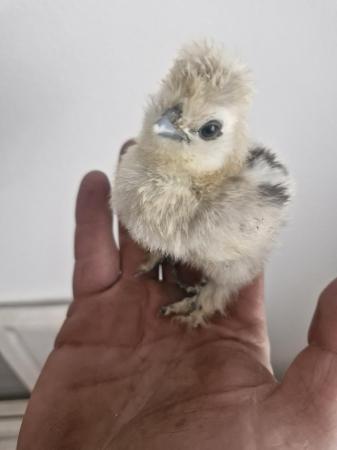 Image 1 of Pure Silkie and naked necks silkies