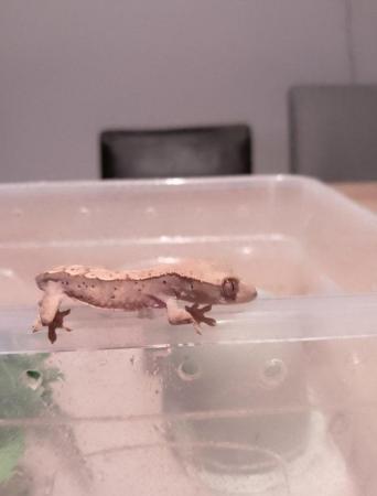 Image 3 of Crested Gecko for sale £40 no offers.