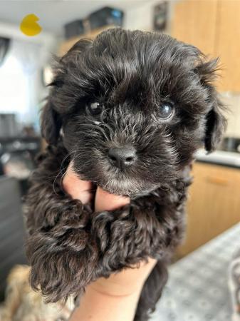 Image 13 of Toy Shih-poo’s puppies (Imperial )
