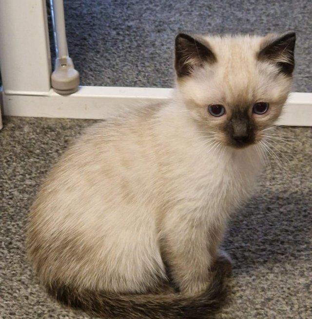 Preview of the first image of 12 week old male Seal Colourpoint Ragdoll kitten for sale.