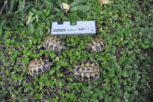 Image 6 of More than one year old little tortoises are ready to go