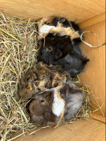 Image 9 of Now Reserved. very handsome funky male baby guinea pigs