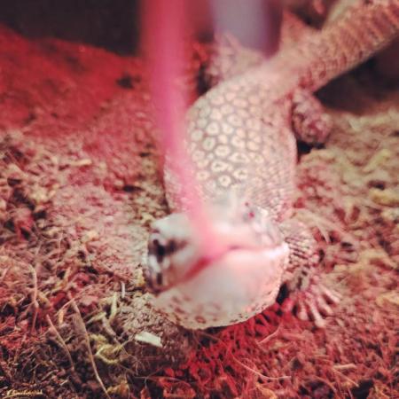Image 6 of 5 year old ackie/dwarf monitor for sale unsexed. Viv not inc