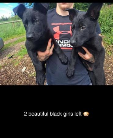 Image 9 of German Shepherd puppies for sale