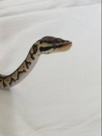 Image 9 of Female Pastel baby royal python.