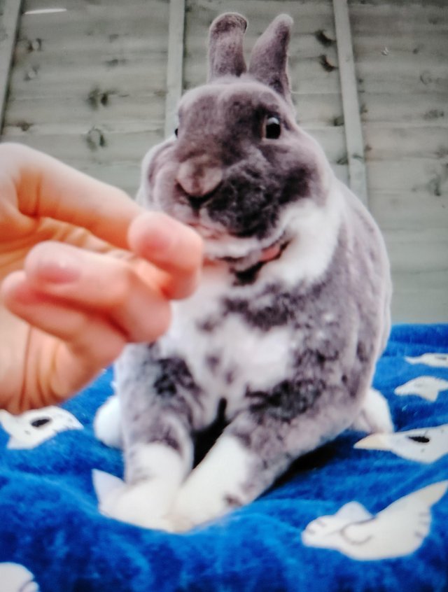 Preview of the first image of 2 lovely friendly mini rex.