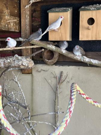 Image 4 of Diamond doves aviary birds