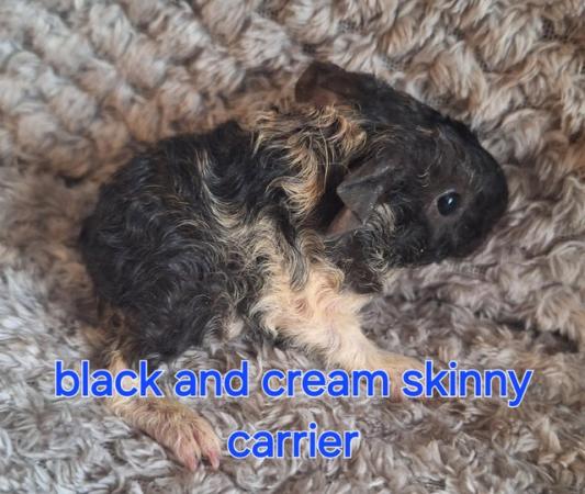 Image 12 of Stunning baby boar/male guinea pigs