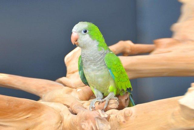 Image 4 of Baby Green Quaker talking parrots,19