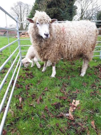 Image 4 of Rare breed pedigree Cotswold sheep