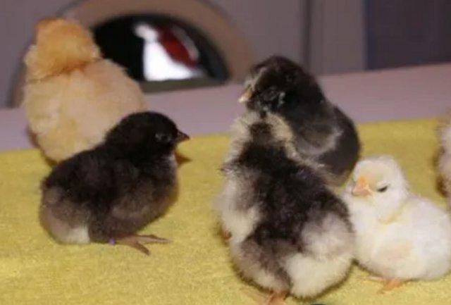 Preview of the first image of Chicks For Sale - Baby chicks - Rare Breed Chicks.