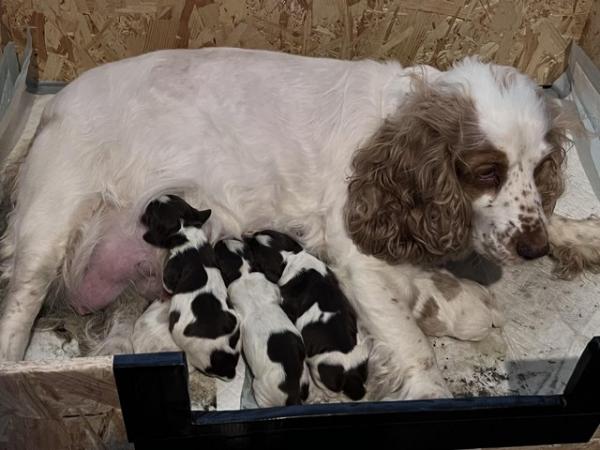 Image 6 of Cocker spaniel puppies 1 BOY LEFT. READY TO GO